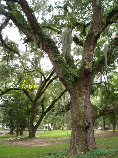 Picture of Big Oak